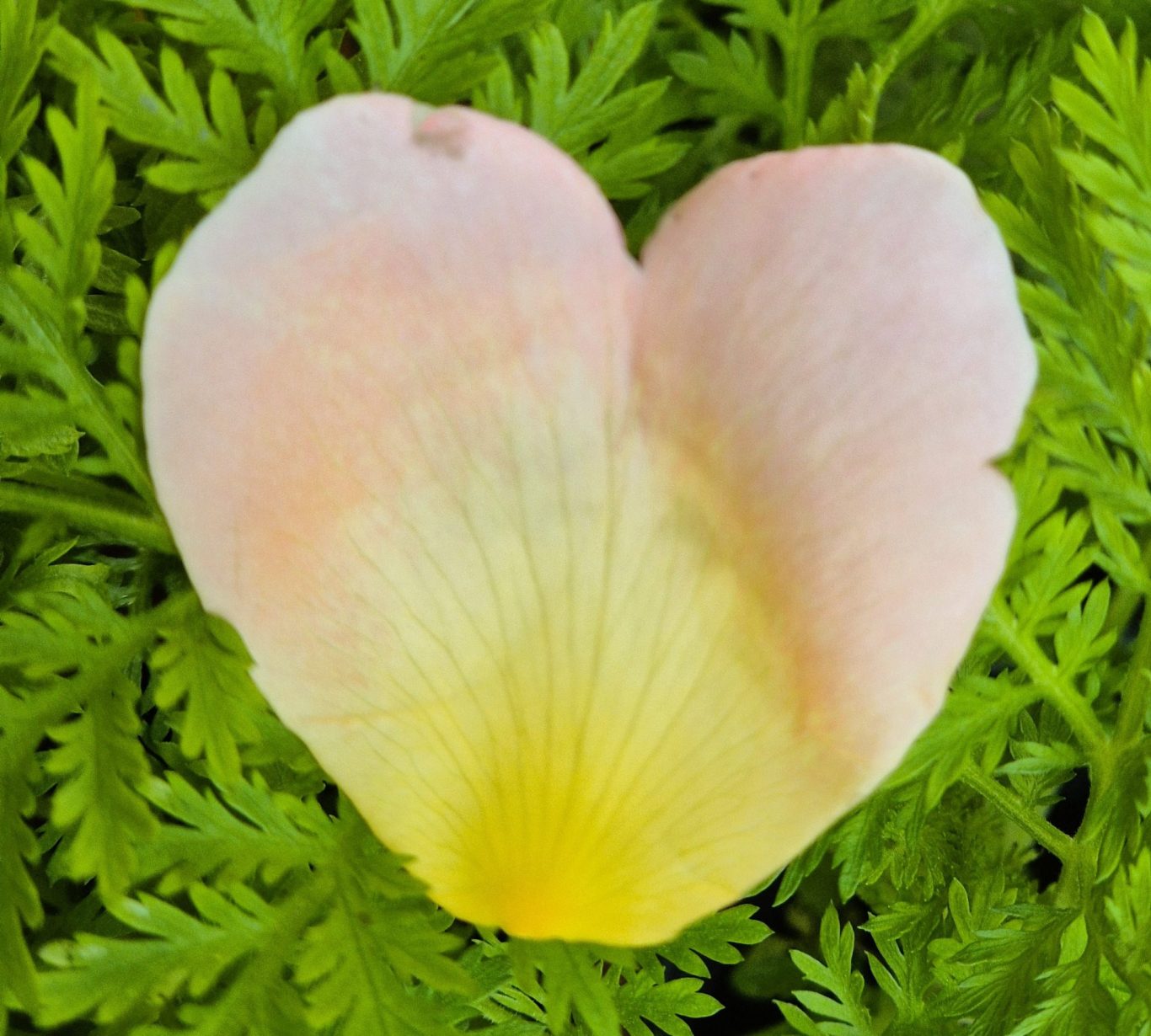 Blatt Rosenblüte in Herzform Die Rose steht in Verbindung mit unserer Herzenergie.