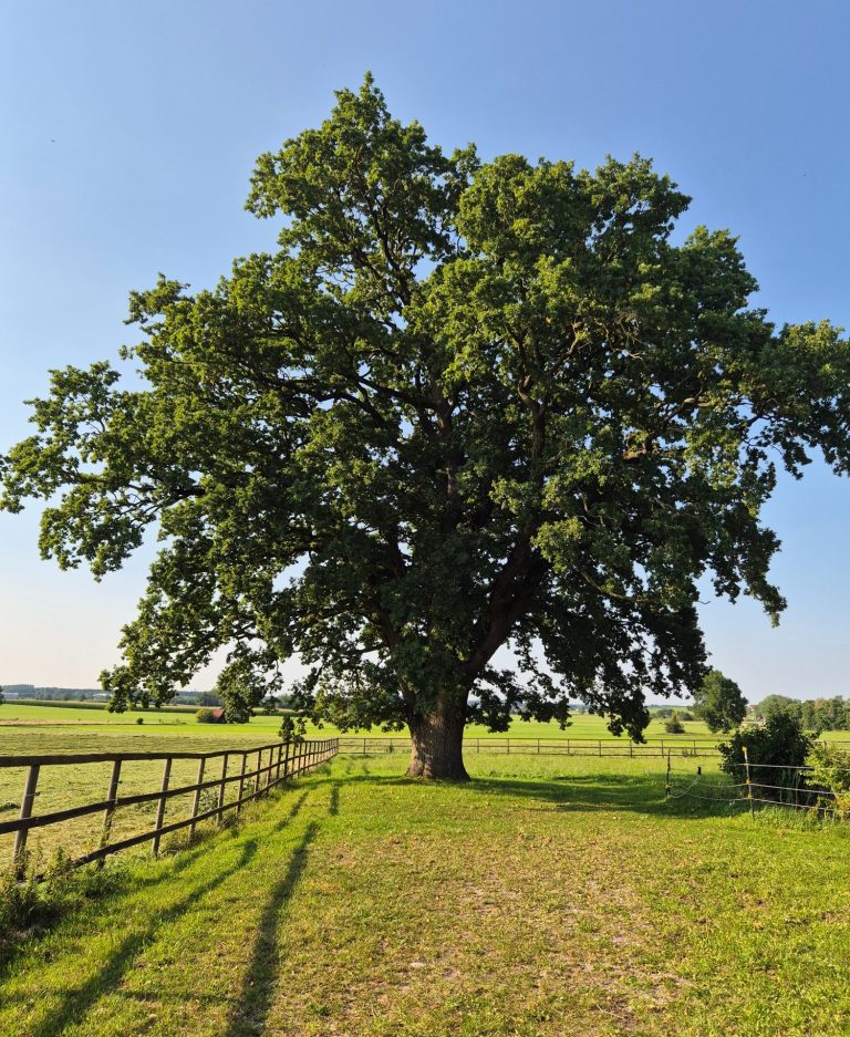 Ein Baum steht symbolisch für unsere Familie. Je tiefer und kraftvoll die Wurzeln sind sind, desto stabiler steht der Mensch im Leben.